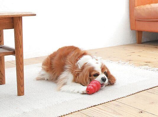 おもちゃで遊ぶ犬
