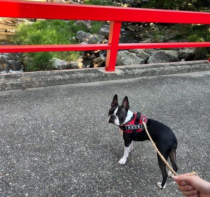 飼い主さんとお出かけするぼのくん