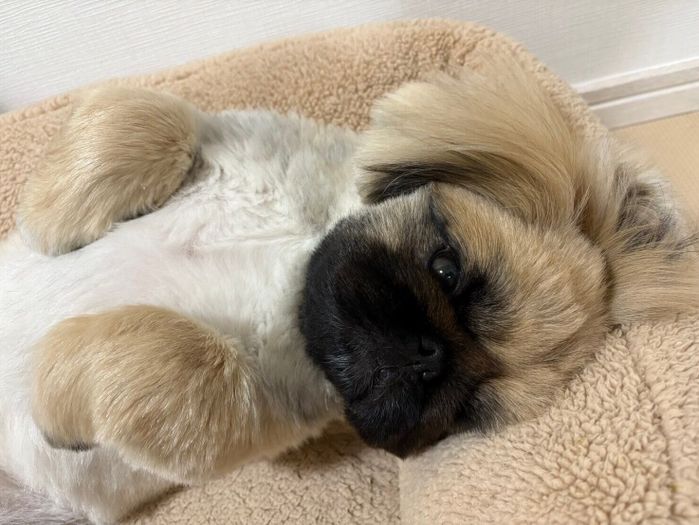 寝転がるぷりんくん