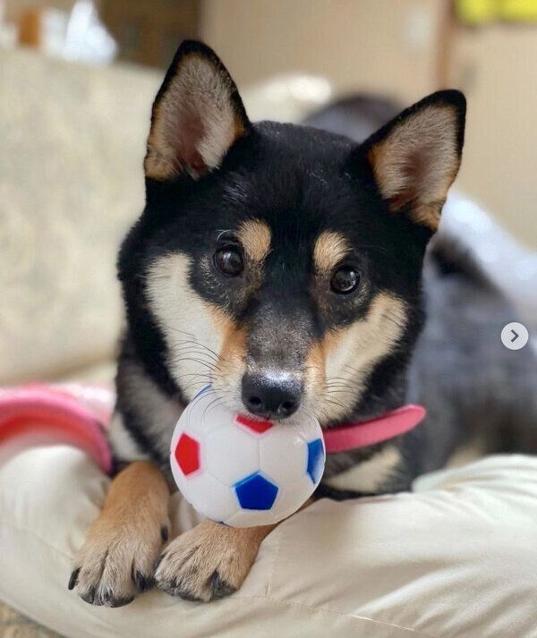 ボールをくわえるチョコプリンちゃん