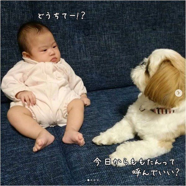 シー・ズーの小梅ちゃんと妹ももちゃんの日常