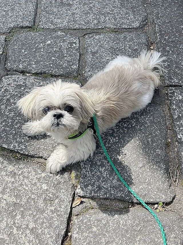 シーズー犬マンガてんぽshihtzu