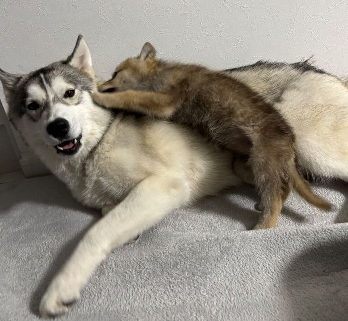 グレイくんとラルフちゃん