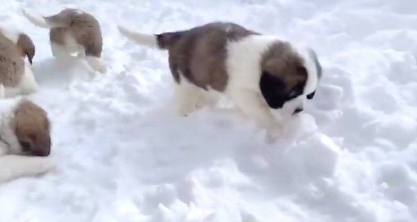 初めて雪を見たセント・バーナード