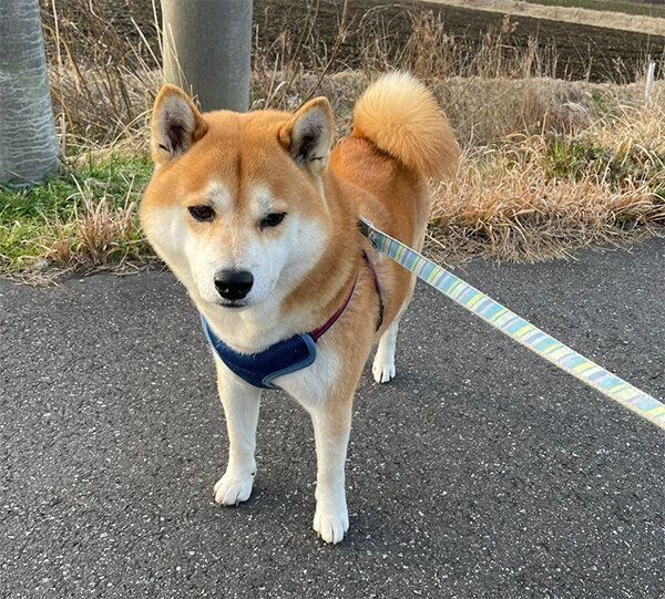 散歩するさすけくん