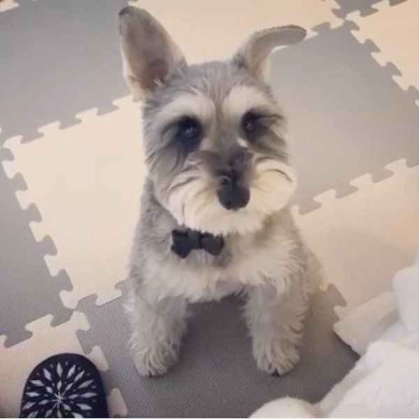 カメラを見つめるトトちゃん