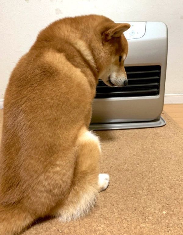 ストーブで暖まるこたろうくん