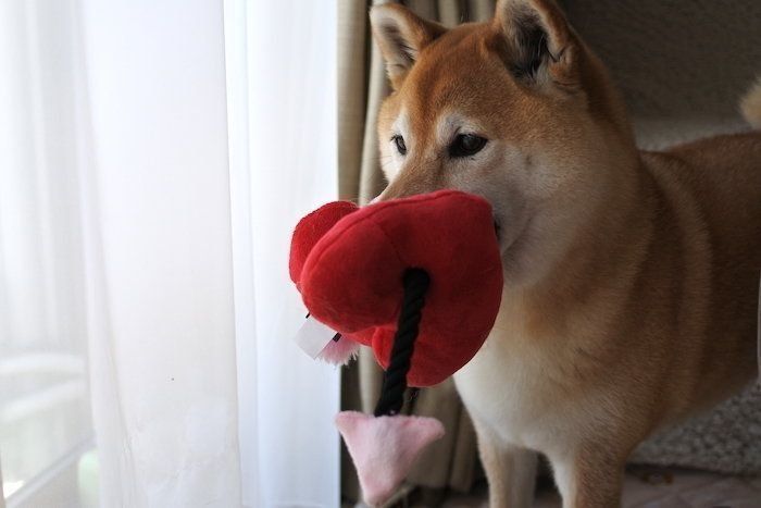 柴犬マロたん 換毛期がやって来た19春 令和になっても抜けまくり いぬのきもちweb Magazine