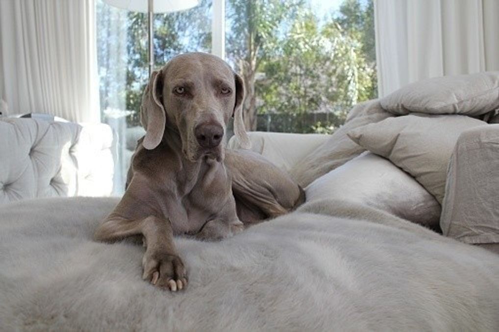 ワイマラナーの特徴と性格 飼い方 価格相場など 犬図鑑 いぬのきもちweb Magazine ワイマラナーの特徴と性格 飼い方 価格相場など 犬図鑑 いぬのきもちweb Magazine