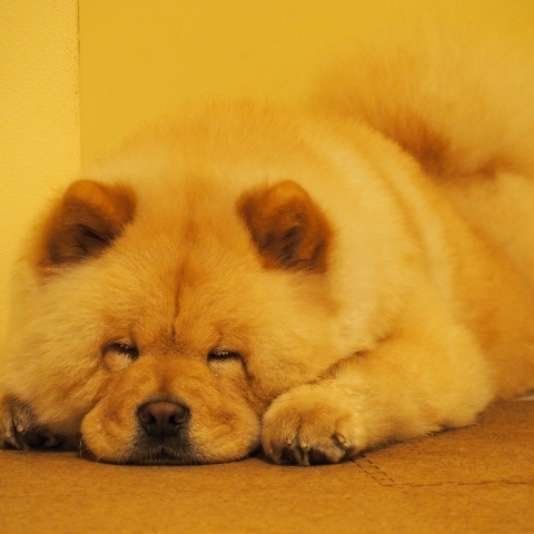 寝ている、ぽんずちゃん