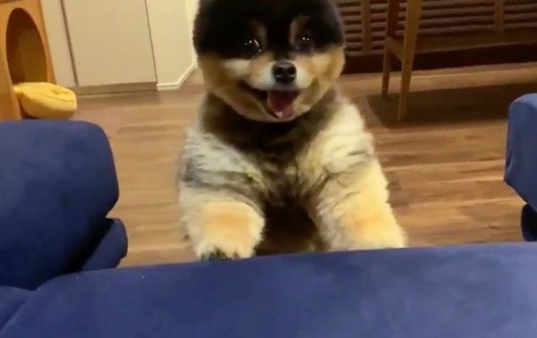 圧がすごいたろ吉ちゃん