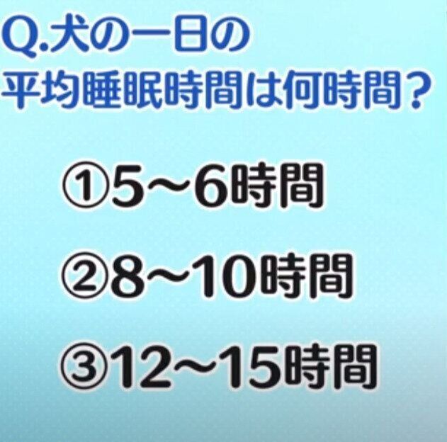 いぬのきもち塾_【犬の睡眠対策01】