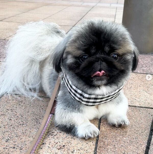 お散歩するモブくん