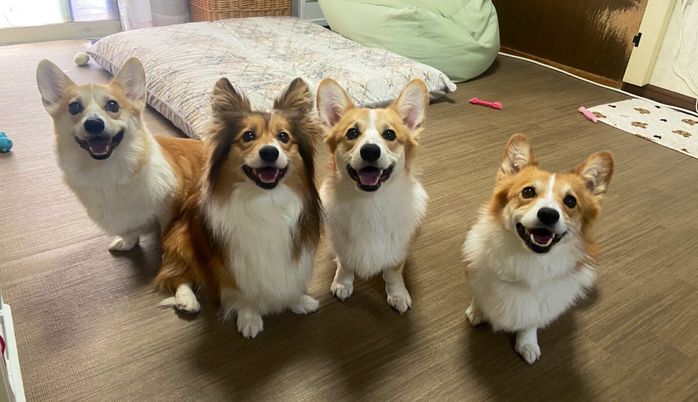 集合する4頭の愛犬たち