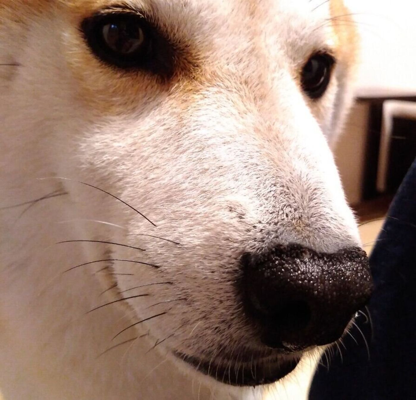 柴犬ドアップの接写写真が好きな私 しかし娘はもっとチャレンジャー 連載 モフモフ柴とプニプニ娘 第155話 いぬのきもちweb Magazine 柴犬ドアップの接写写真が好きな私 しかし娘はもっとチャレンジャー 連載 モフモフ柴とプニプニ娘 第155話 いぬのきもちweb Magazine