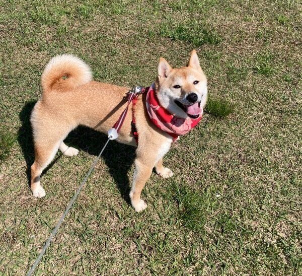 お散歩を楽しむはなこちゃん