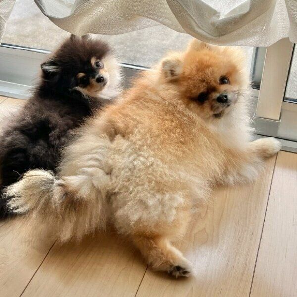 窓際で仲良く外を見ることもある小町ちゃん、秋田くん