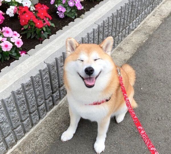 笑うまるちゃん