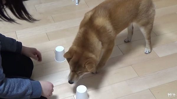 シャッフルゲームに挑戦する柴犬