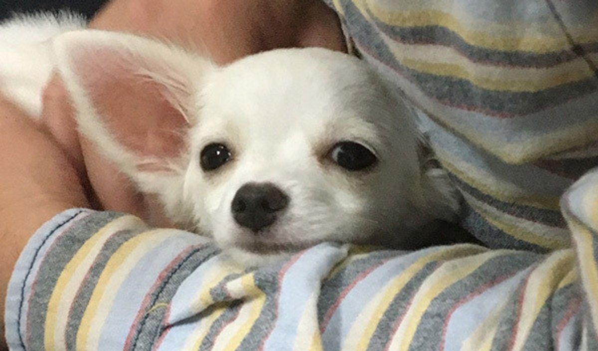 犬は家族を順位付けしている ってホント 犬の習性にまつわる噂話を検証してみた いぬのきもちweb Magazine 犬は家族を順位付けしている ってホント 犬の習性にまつわる噂話を検証してみた いぬのきもちweb Magazine