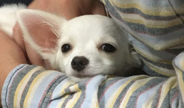 見つめるチワワ