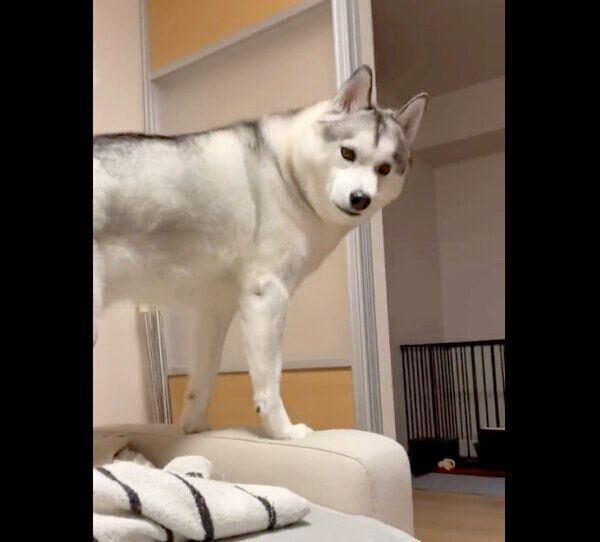 飼い主さんのことを見つめるじょんすのーくん