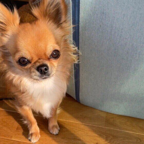 見つめるチワワ