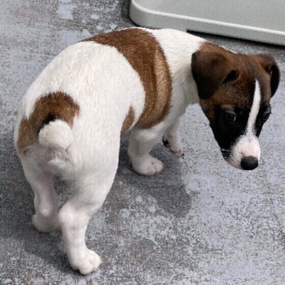 ジャック・ラッセル・テリアの冬悟くん