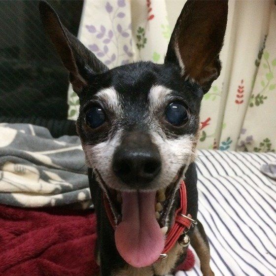 微笑むミニチュア・ピンシャー