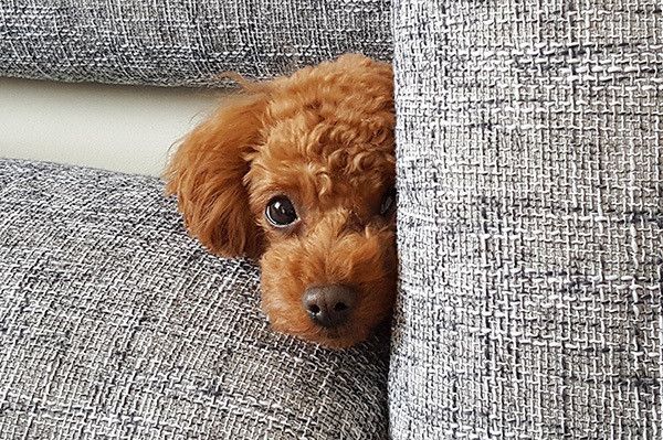 見つめるトイ・プードル