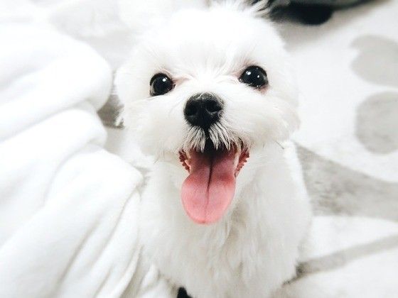 笑顔のマルチーズ