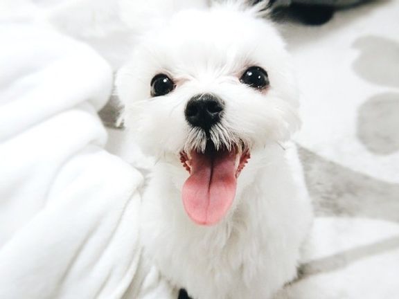 笑顔のマルチーズ