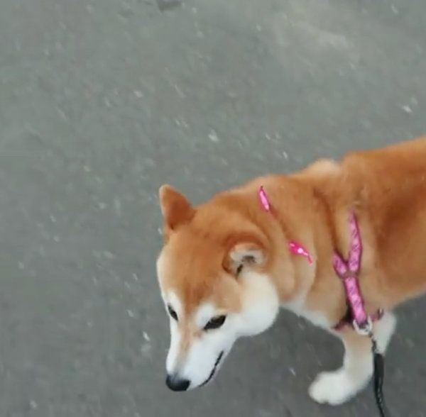 お散歩する柴犬