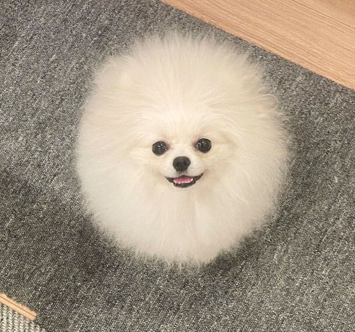 見つめるちょむちゃん