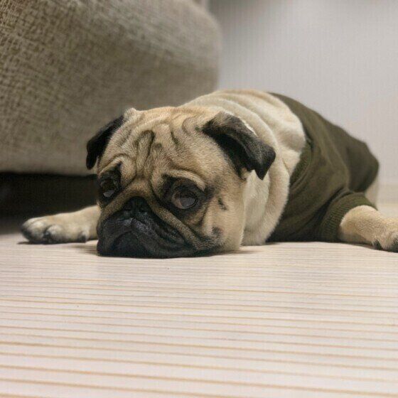 伏せをするパグ