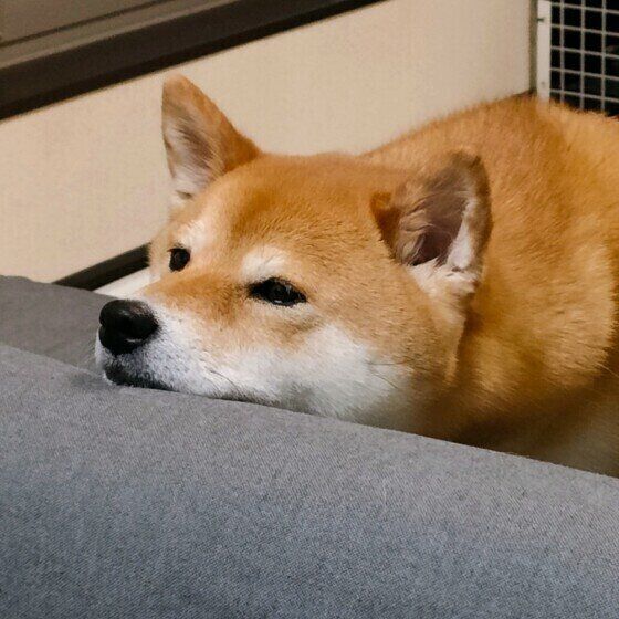 柴のくるみちゃん♪