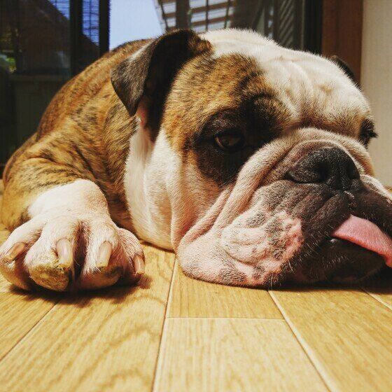 ブルドッグのアルちゃん