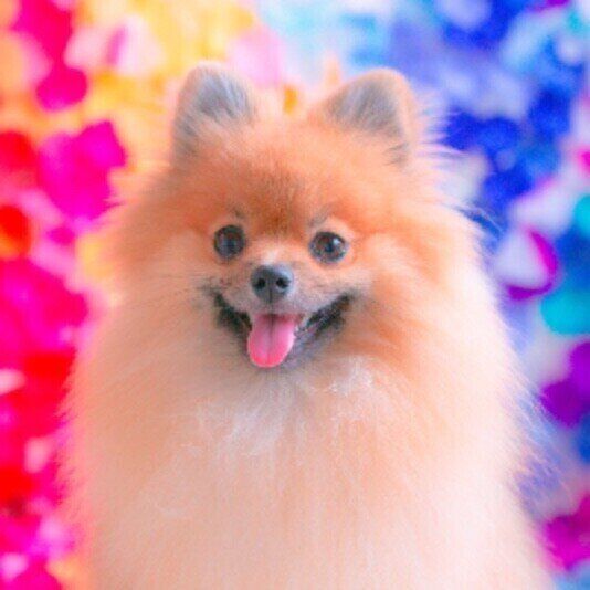 撮影会で写真を撮るポメラニアンのこたくん