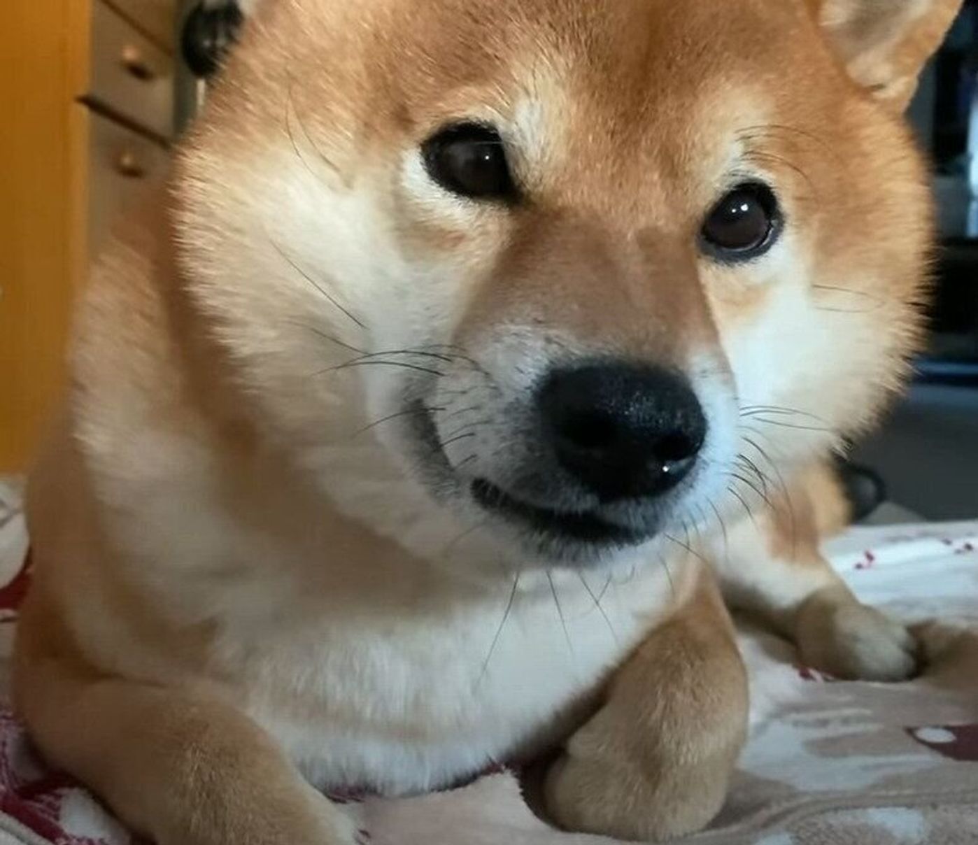 朝の5時 まだすこしおネムな柴犬 ゆったりした1日のはじまりに癒される いぬのきもちweb Magazine 朝の5時 まだすこしおネムな柴犬 ゆったりした1日のはじまりに癒される いぬのきもちweb Magazine