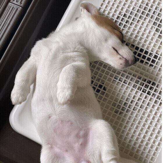 犬がトイレで寝る理由と対処法 なぜトイレの上で寝てしまうの？ 犬のきもち