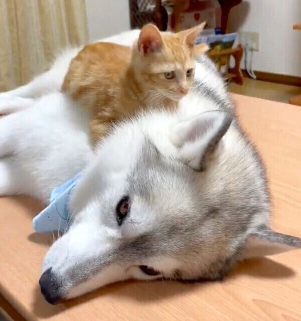 ユキちゃんの上に乗るレンちゃん