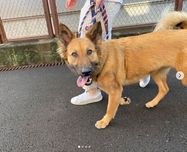 楽しそうにお散歩するくま子ちゃん