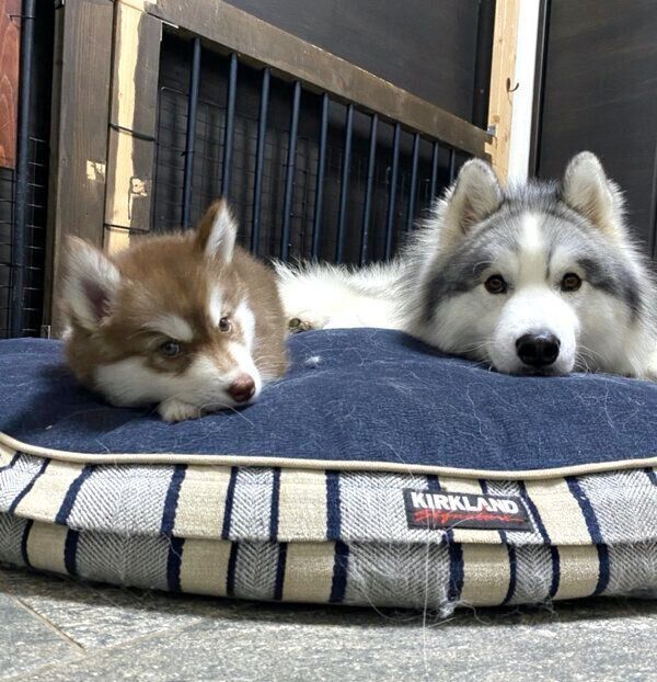 まったりするアポロくん、コスモくん