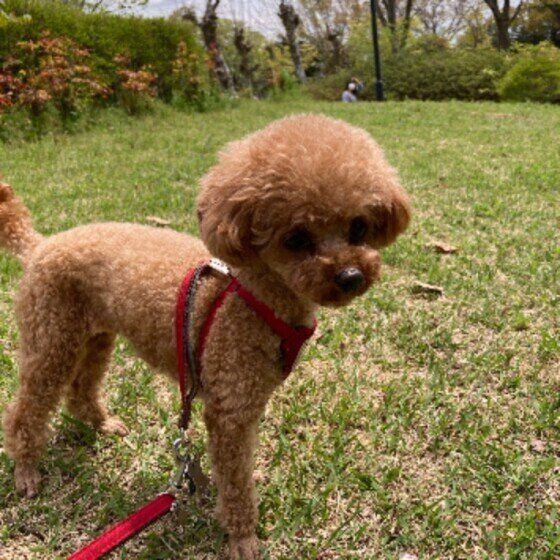 梅雨に多い犬の病気③下痢 いぬのきもち
