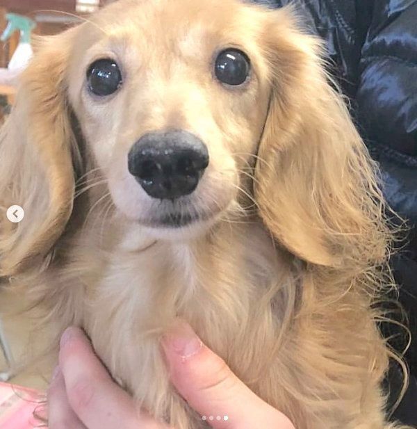 元繁殖犬・伶音ちゃん