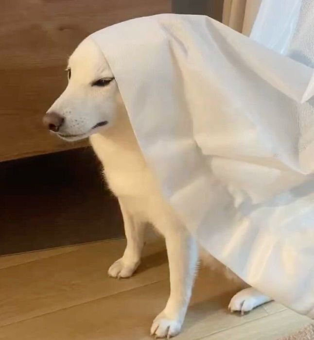 カーテンをかぶるゆきみちゃん