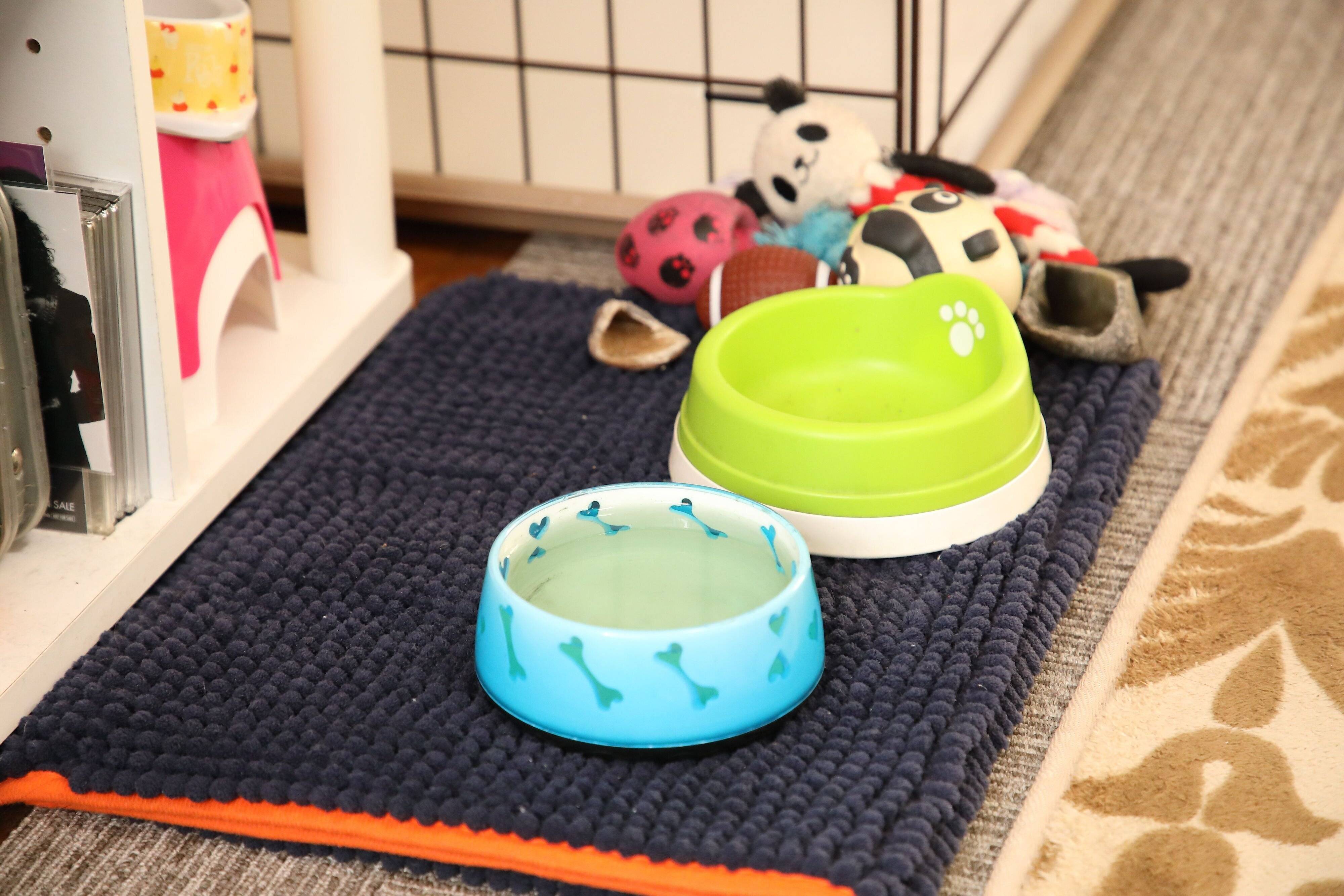 試行錯誤の末に、みかんちゃんの体質に合ったサプリが見つかりました（撮影／尾﨑たまき）