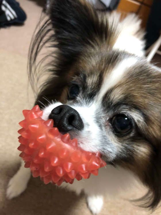 ボールを持って来るパピヨンのパピ