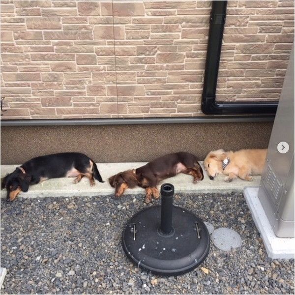 シンクロワンズ