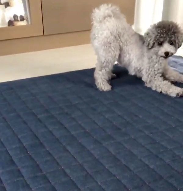 焼酎のビンを警戒するぴのちゃん